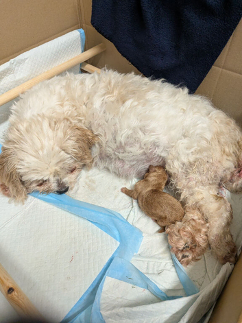 Cavapoo x maltipoo puppies