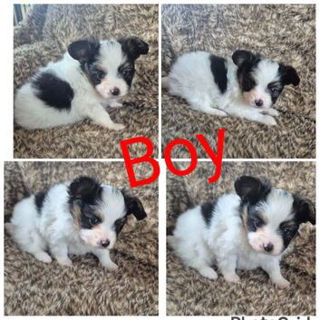 Papillion puppies