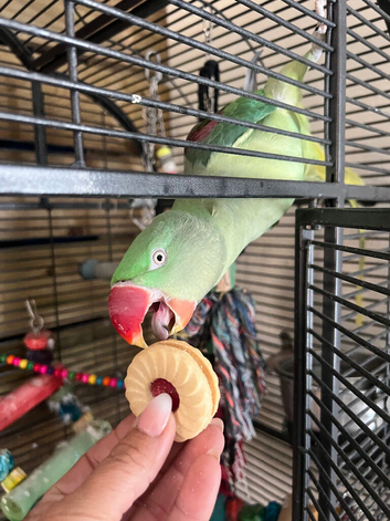 Alexandrine parakeet