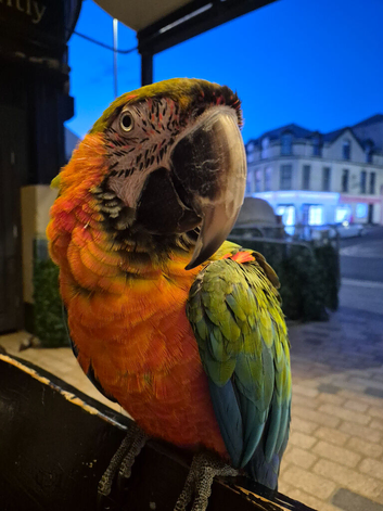 Macaw Parrots