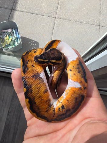 Pied het albino female