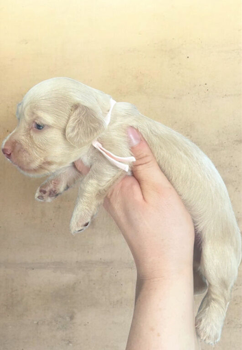 Clear Cream KC Reg Mini Dachshunds