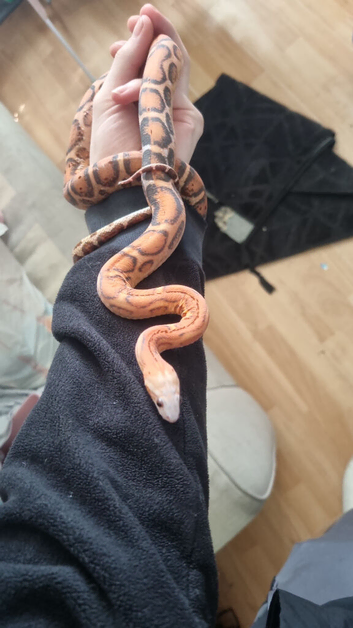 Female scaless corn snake - 1yr old