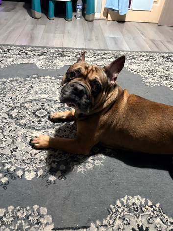 Rehoming my male French bulldog