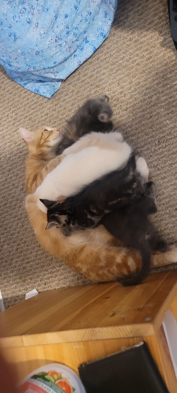 Beautiful kittens for sale.