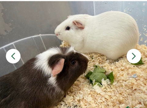 2 male guinea pigs