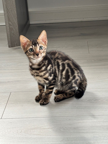 Outstanding full pedigree Rosette bengal kitten