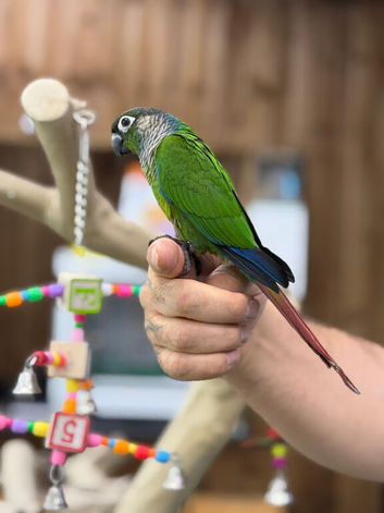 Green cheek conure