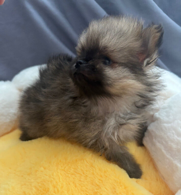 Exceptional tiny kc Pomeranian puppies. Male & female stunning!