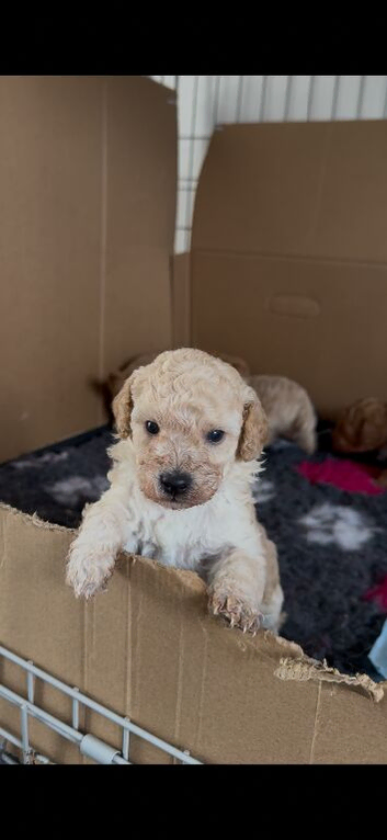 Miniature poodle puppies