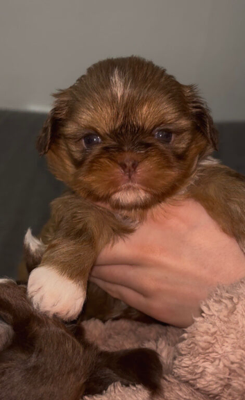 Imperial Shih Tzu