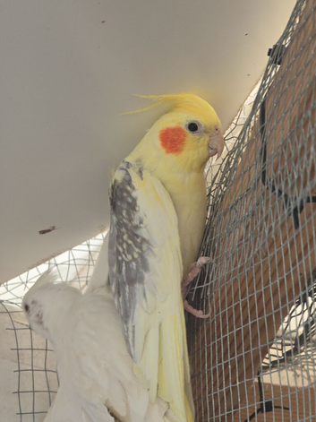 Cockatiel, Canaries, budgies,  and Ringneck