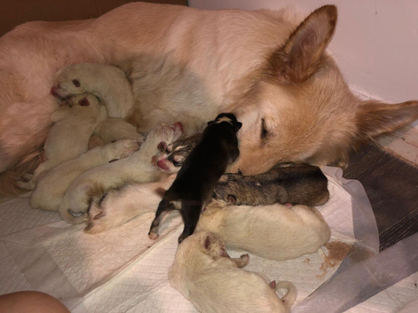 Shepsky puppies
