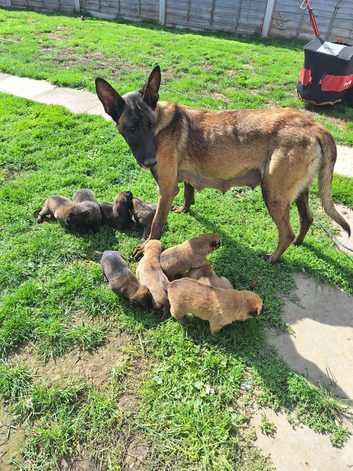 Malinios cross dutch herder pups