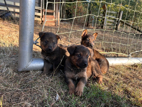Rottweiler x German Shepard pups