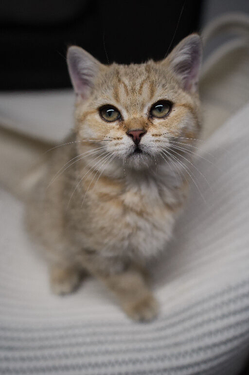 GCCF Golden BSH Kittens | Ready Now
