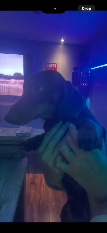 Dachshund for rehoming due to no fault of her own