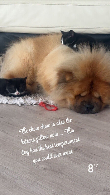 3 years old male chow chow