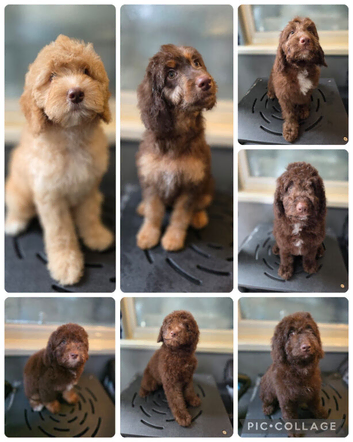 Gorgeous miniature labradoodle puppies