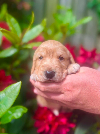 Cocker spaniel puppies