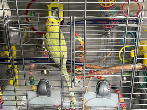 Budgie and cage for rehome