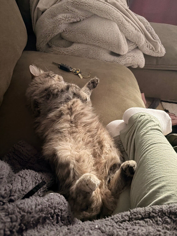 Ragdoll/tabby