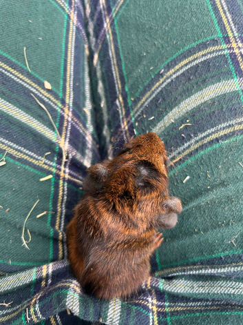 2 baby boy guiena pigs