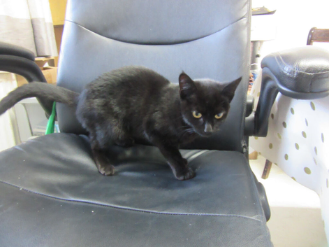 beautiful black kitten