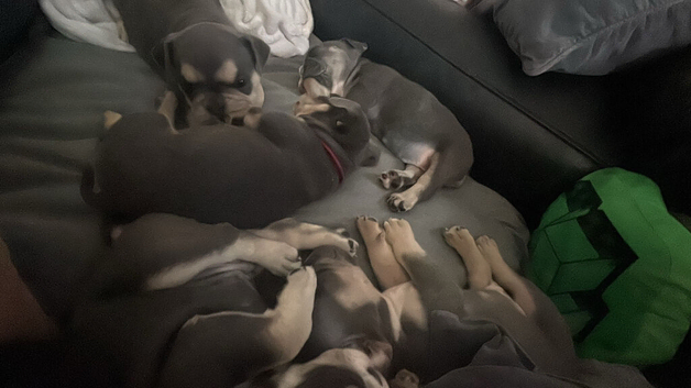 English bulldog x French bulldog pups
