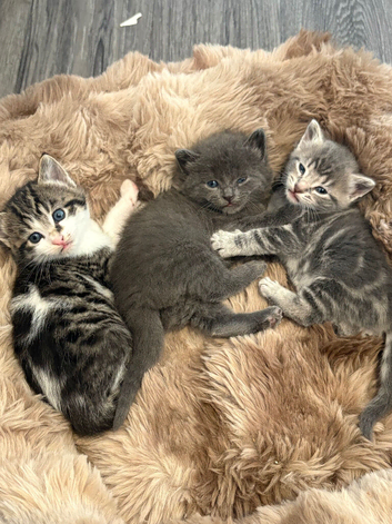 fluffly kittens for sale
