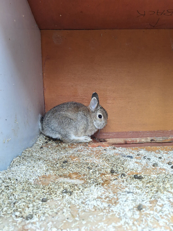 Netherland Dwarf does