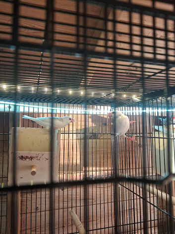 Pair of white bonded javas for sale