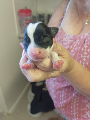Chihuahua cross Jack Russell