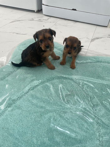 Looking For New Home