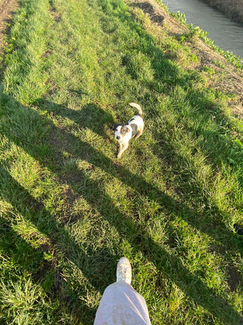 Jack russel Draco