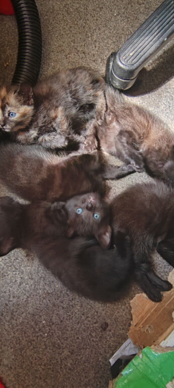 5 beautiful kittens looking for their home