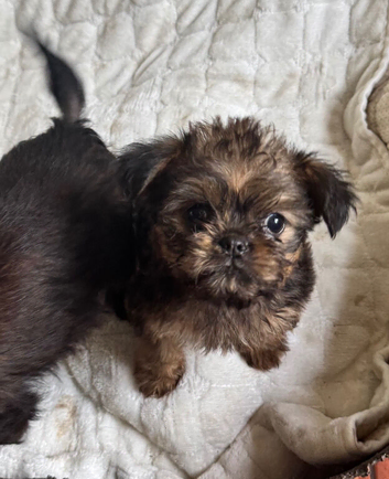 Griffon cross red female