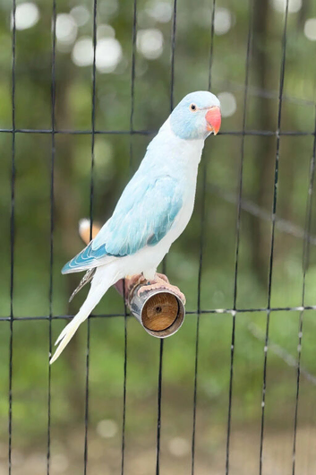 Blue cleartail opaline semi tame