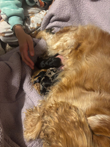 3 cockapoo puppies