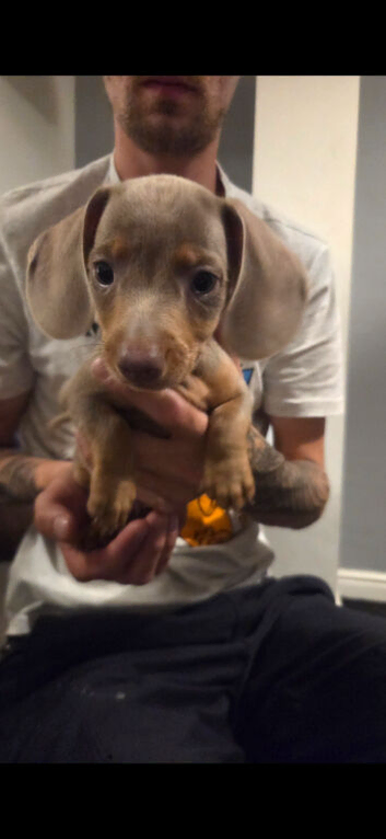 5 beautiful miniature daschshund left looking for furever homes