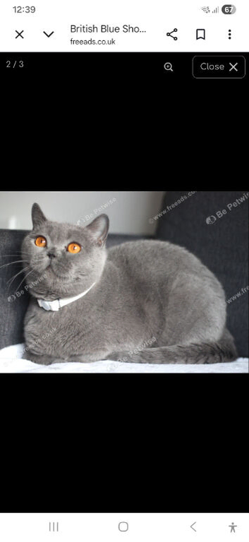 British Shorthair (Active)
