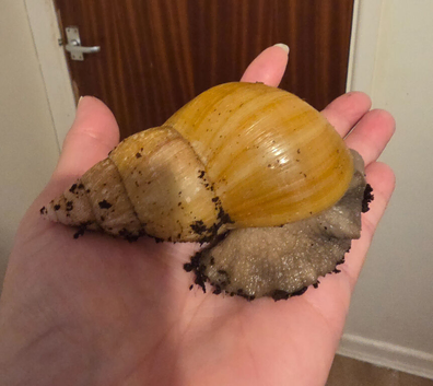 Giant African Land Snails