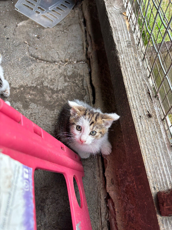 Farm kittens