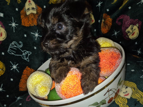 Beautiful miniture pedigree Yorkshire Terrier Puppys