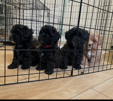 Maltipoo boy