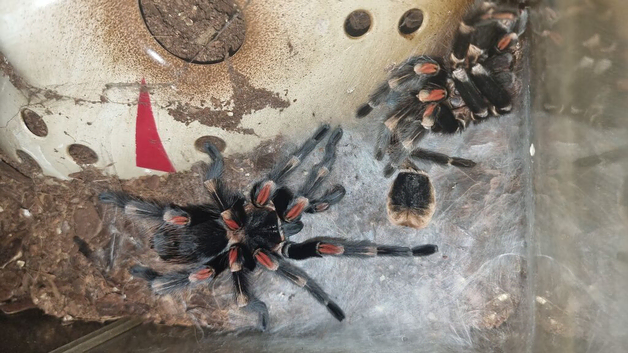 B.Auratum
