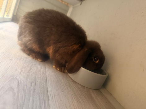 Chocolate Female Mini Lop
