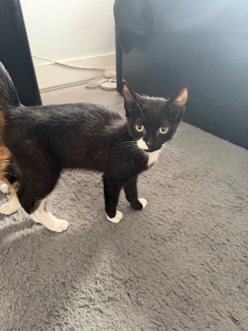 Tuxedo/Tortoiseshell Mix