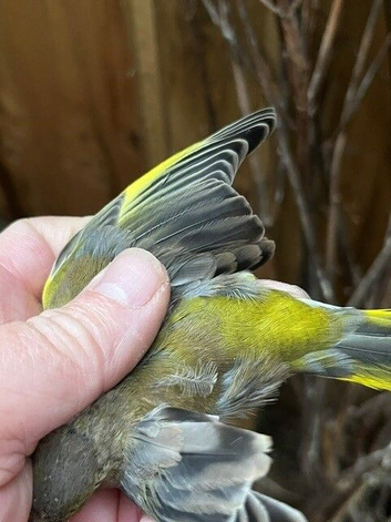 Green Finch Breeding Pair