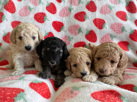 Extensively Health Tested kc toy poodle puppies